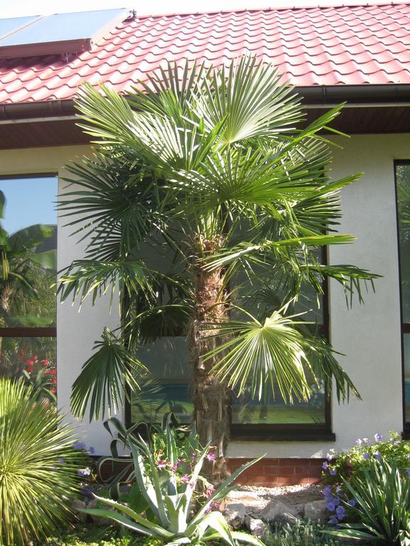 Pokoje Goscinne Pod Palmami Busko-Zdrój Rom bilde